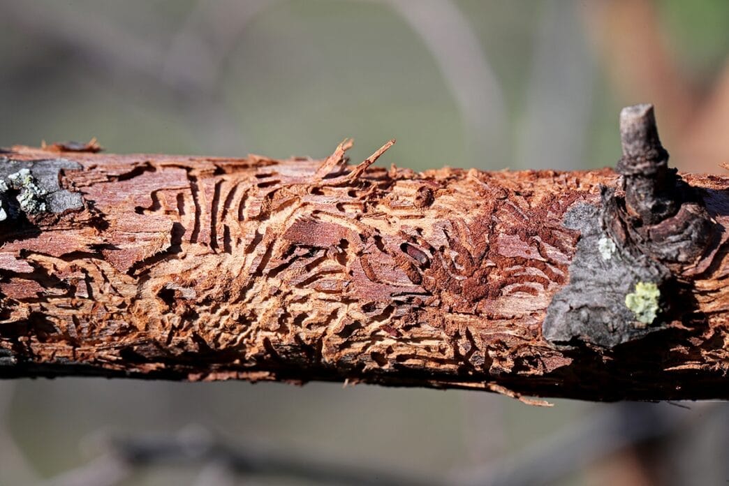 FIle-Dutch-Elm-Disease | Meridian Source