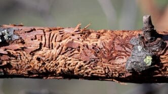 FIle-Dutch-Elm-Disease | Meridian Source