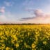 File-Canola | Meridian Source