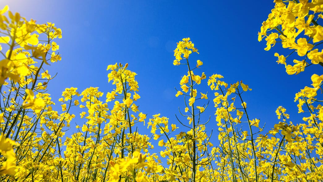 Yellow,Rapeseed,Field,In,The,Field,And,Picturesque,Sky,With | Meridian Source
