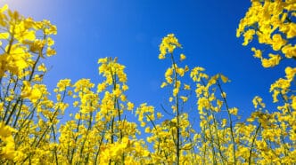 Yellow,Rapeseed,Field,In,The,Field,And,Picturesque,Sky,With | Meridian Source