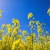 Yellow,Rapeseed,Field,In,The,Field,And,Picturesque,Sky,With | Meridian Source