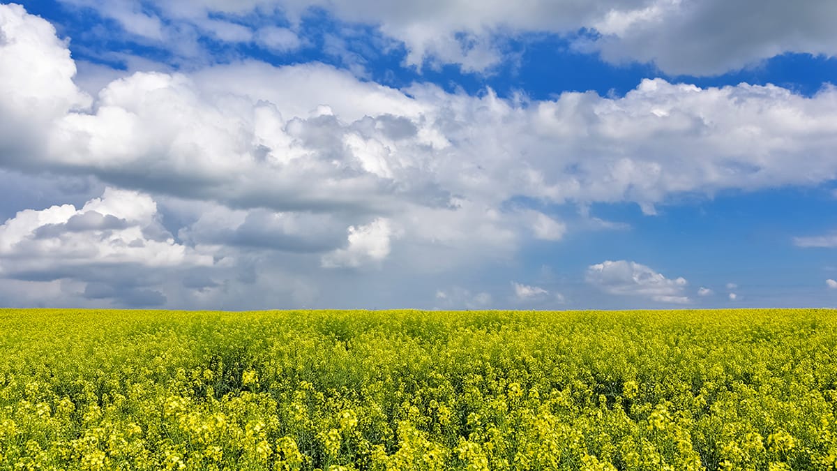 Saskatchewan farmers make hay progress amid mixed weather conditions