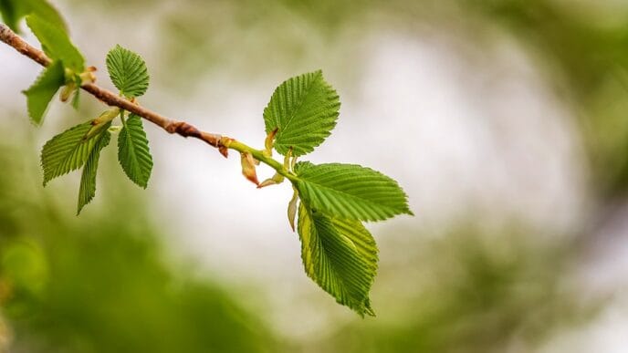 File-Elm-Pruning | Meridian Source