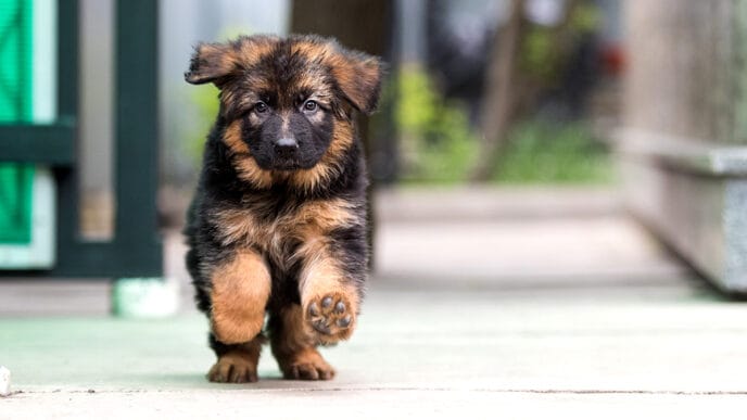 German shepherd puppy runs in the yard | Meridian Source
