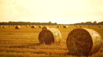 File-Hay-Bails | Meridian Source