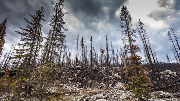 File-Wildfires | Meridian Source