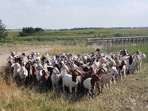 goats | Meridian Source