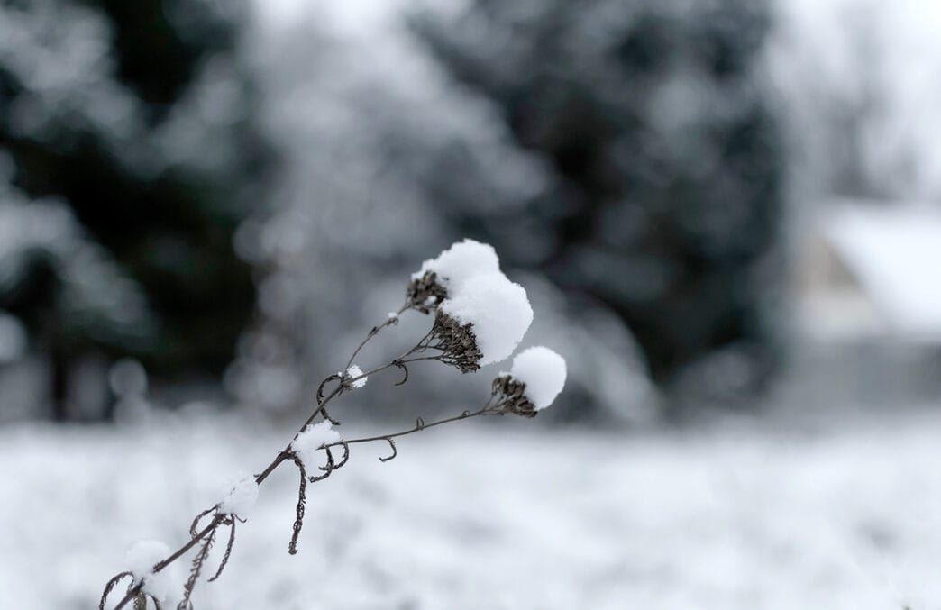 A dried plant covered with snow | Meridian Source