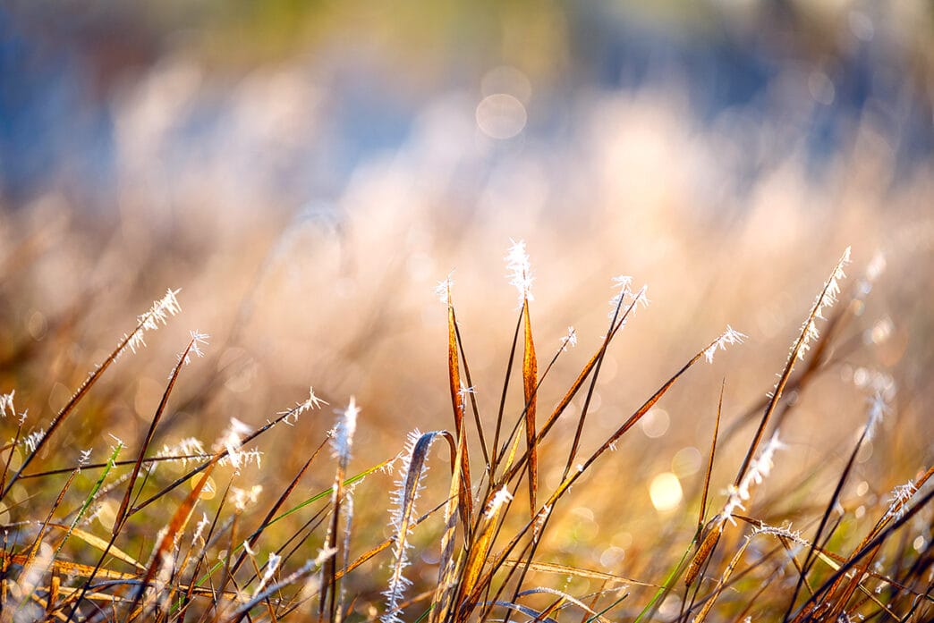 dry grass in a meadow in sparkling hoarfrost melting in the sunl | Meridian Source
