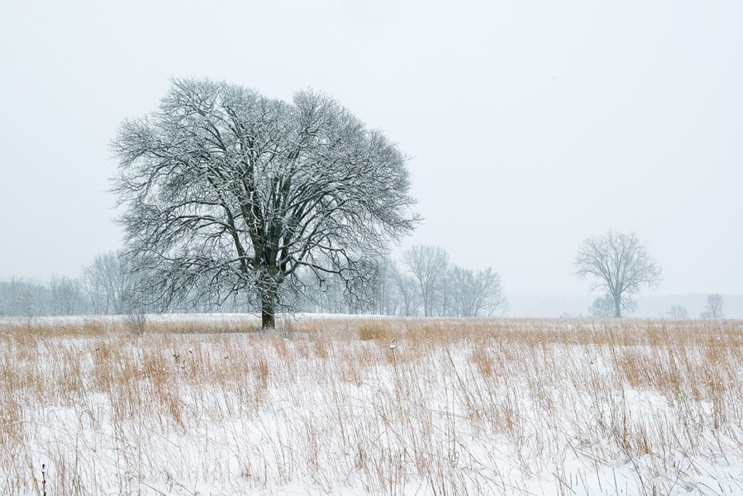 Winter landscape of tall grass prairie and snow flocked trees F | Meridian Source