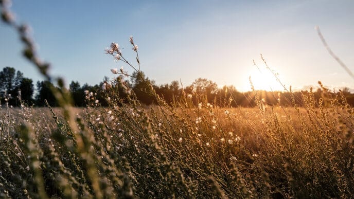 Abstract warm landscape of dry wildflower and grass meadow on warm golden hour sunset or sunrise time Tranquil autumn fall nature field background Soft golden hour sunlight at countryside | Meridian Source