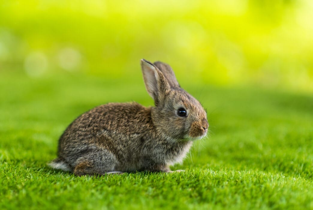 rabbit on a green grass in summer day Cute little Easter bunny | Meridian Source