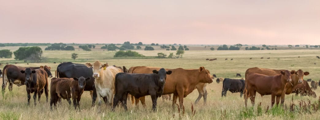 Herd of cow and calf pairs on pasture on the beef cattle ranch | Meridian Source
