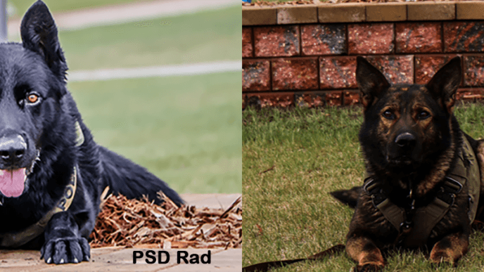 K9 1 | Meridian Source