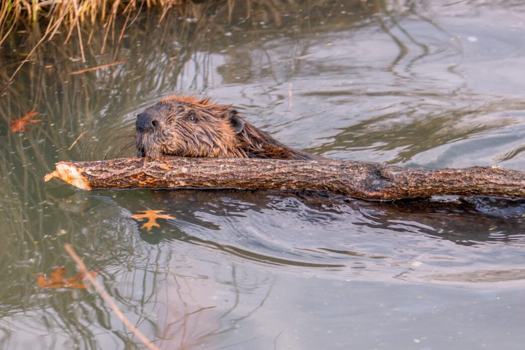 big beaver in a river outlet gnawing on a branch it chewed off of a tree along the bank and dragged over to the bank | Meridian Source