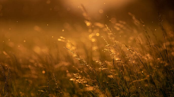 Féérie | Meridian Source