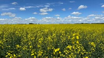 Crop Report, | Meridian Source