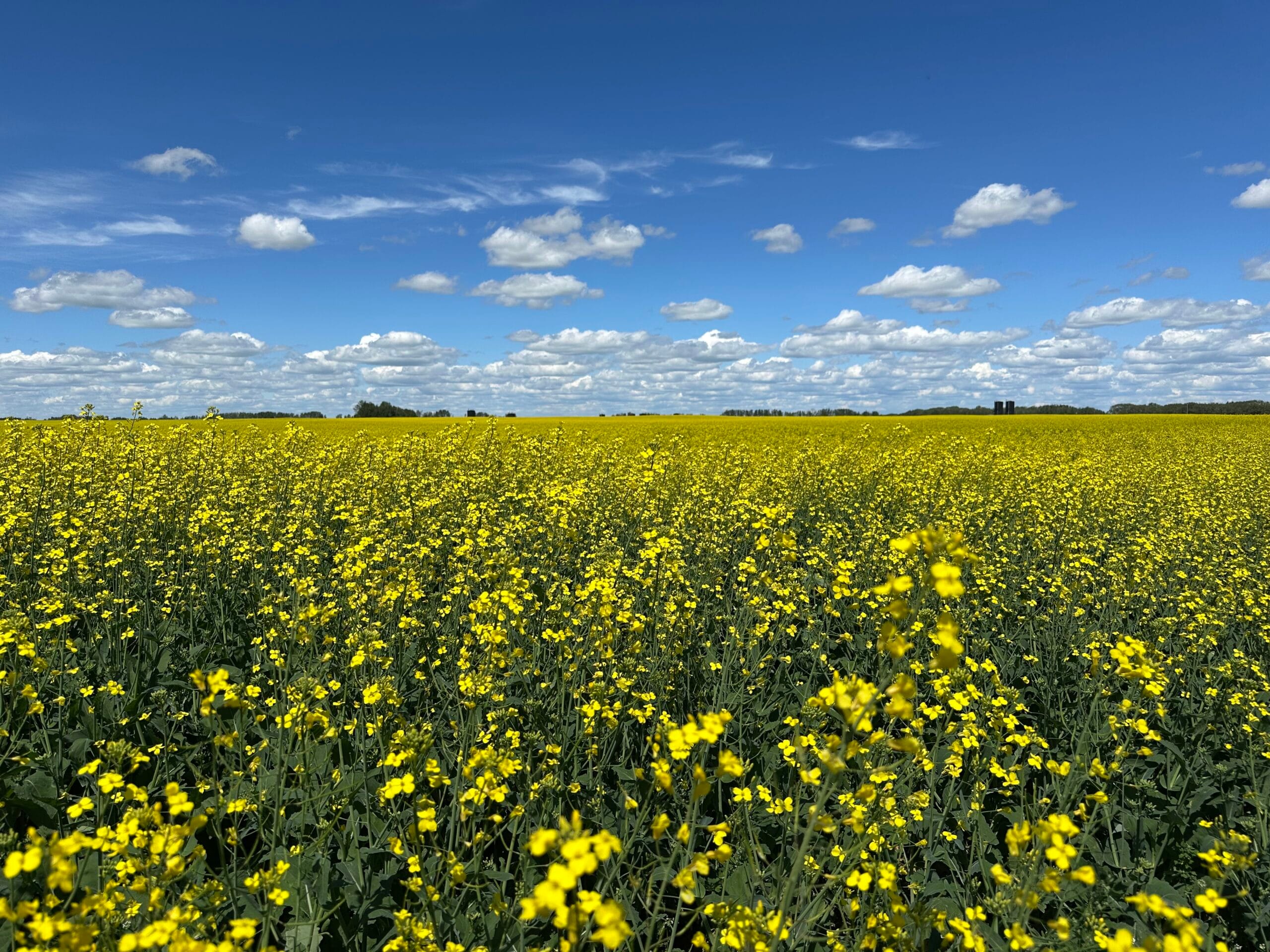 Governments announce continued crop insurance support