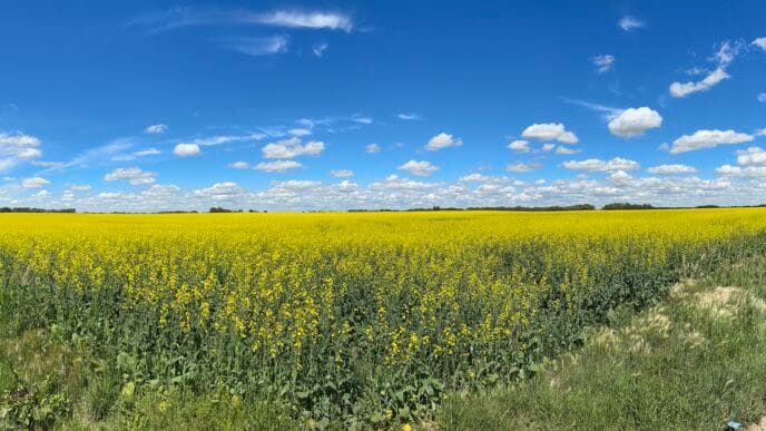 Crop Report, Canola, Farming | Meridian Source