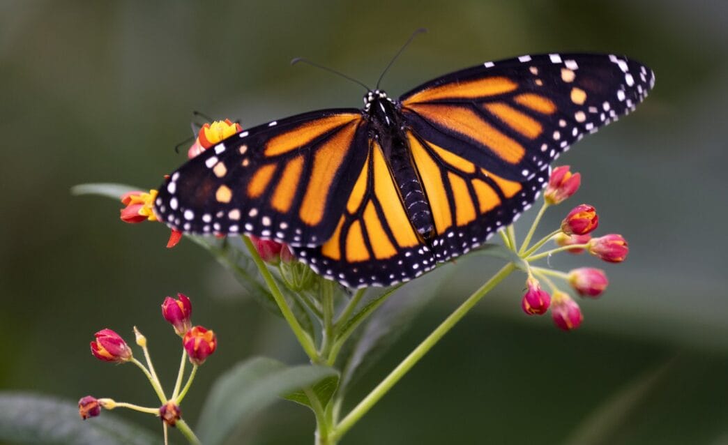Co-ordinated plan needed to save alarmingly low monarch butterfly population study | Meridian Source