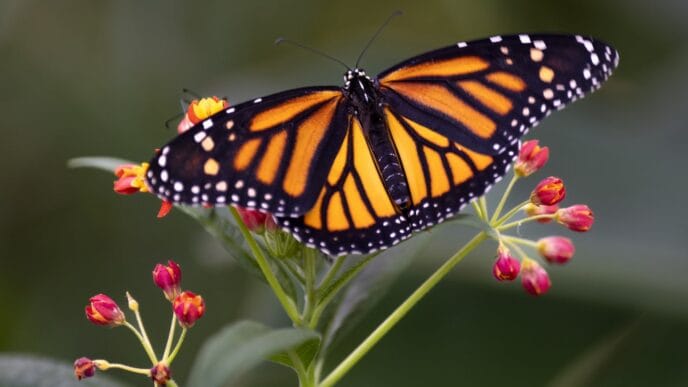 Co-ordinated plan needed to save alarmingly low monarch butterfly population study | Meridian Source
