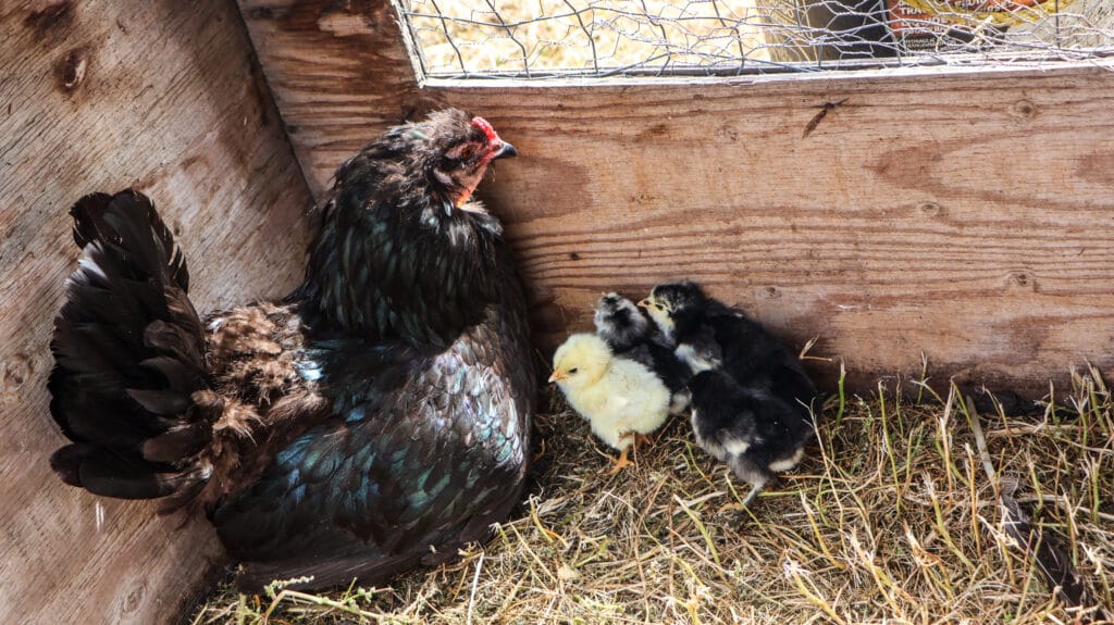 IMG_9624 | Meridian Source Open