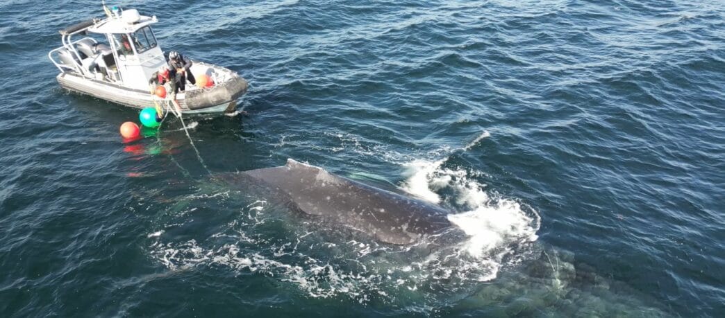 Crew unravels humpback whale from rope and fishing gear off BCs coast | Meridian Source