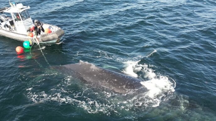 Crew unravels humpback whale from rope and fishing gear off BCs coast | Meridian Source