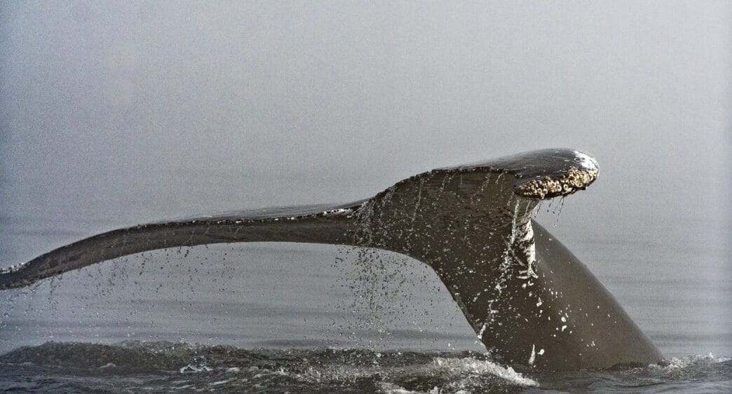 Humpback whale dead after ferry crew reports collision off BC coast | Meridian Source