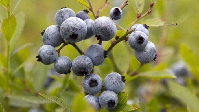 Aggregator Downloaded image for imported item 78364 | Meridian Source