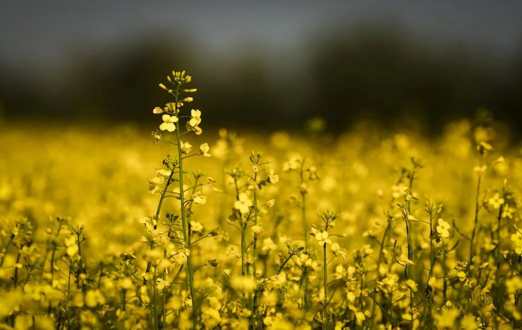 Mercy of politics Canadian farmers weigh plans as Chinese tariff hits canola price | Meridian Source