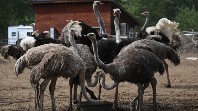 CFIA says ostrich farm report backing stay of cull improperly seeks scientific ruling | Meridian Source