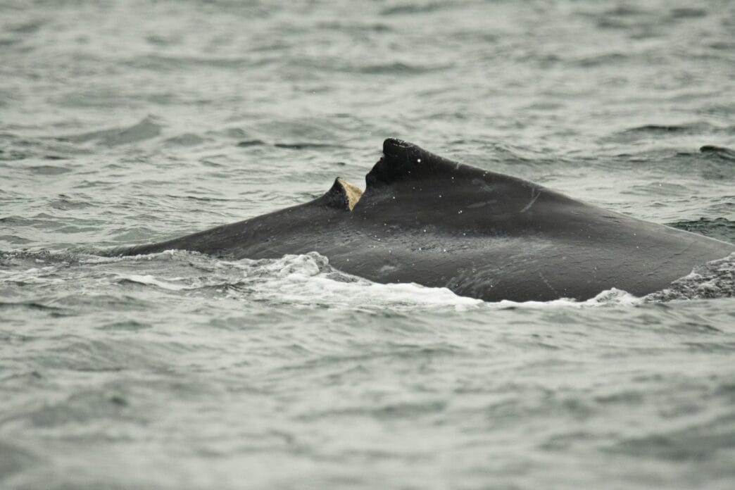 Aggregator Downloaded image for imported item 82314 | Meridian Source A timeline of boat strikes and entanglements involving humpbacks in B.C. waters