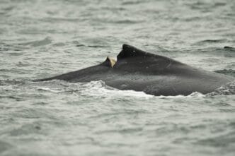 A timeline of boat strikes and entanglements involving humpbacks in B.C. waters