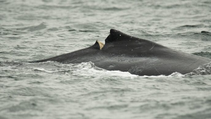 A timeline of boat strikes and entanglements involving humpbacks in B.C. waters