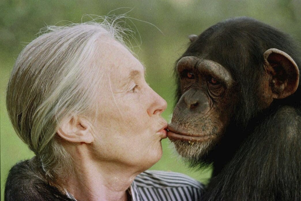 Aggregator Downloaded image for imported item 78000 | Meridian Source Jane Goodall, the celebrated primatologist and conservationist, has died