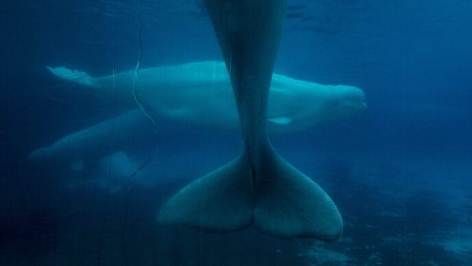 Aggregator Downloaded image for imported item 78257 | Meridian Source Marineland decries Ottawa decision to bar export of remaining beluga whales to China