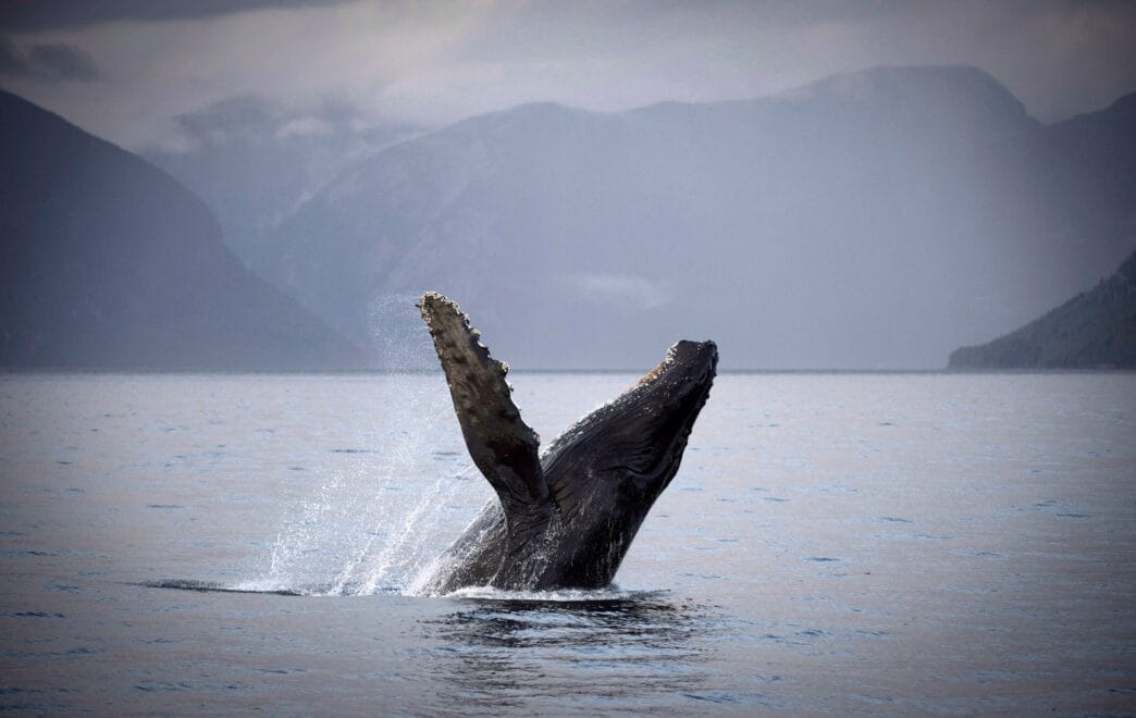 Aggregator Downloaded image for imported item 81333 | Meridian Source Humpback calf seen with deep gash after reported ferry strike off Vancouver