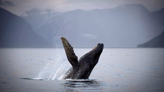 Aggregator Downloaded image for imported item 81333 | Meridian Source Humpback calf seen with deep gash after reported ferry strike off Vancouver