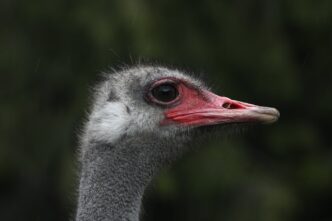 CFIA manual describes sitting on ostriches to inject lethal drug as cull ruling nears