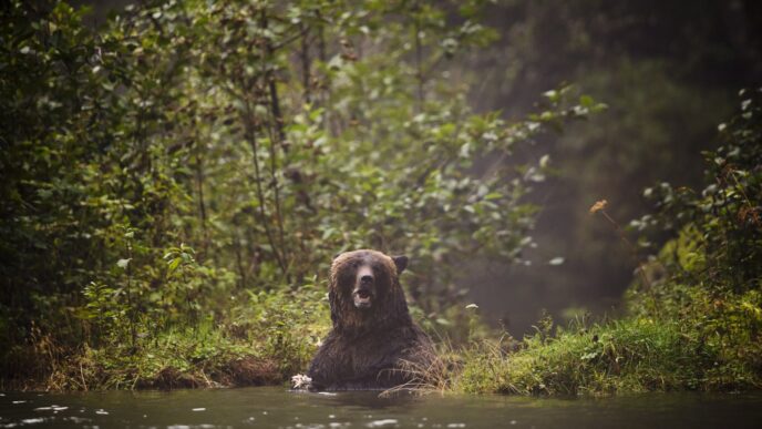 Aggregator Downloaded image for imported item 86660 | Meridian Source Grizzly attack on B.C. elementary class is latest in series of encounters