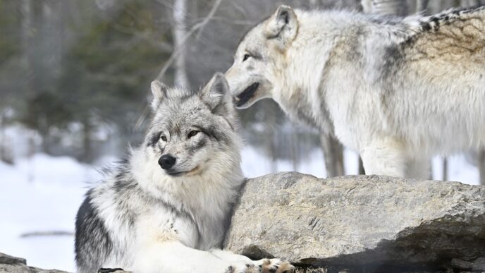 Aggregator Downloaded image for imported item 83993 | Meridian Source