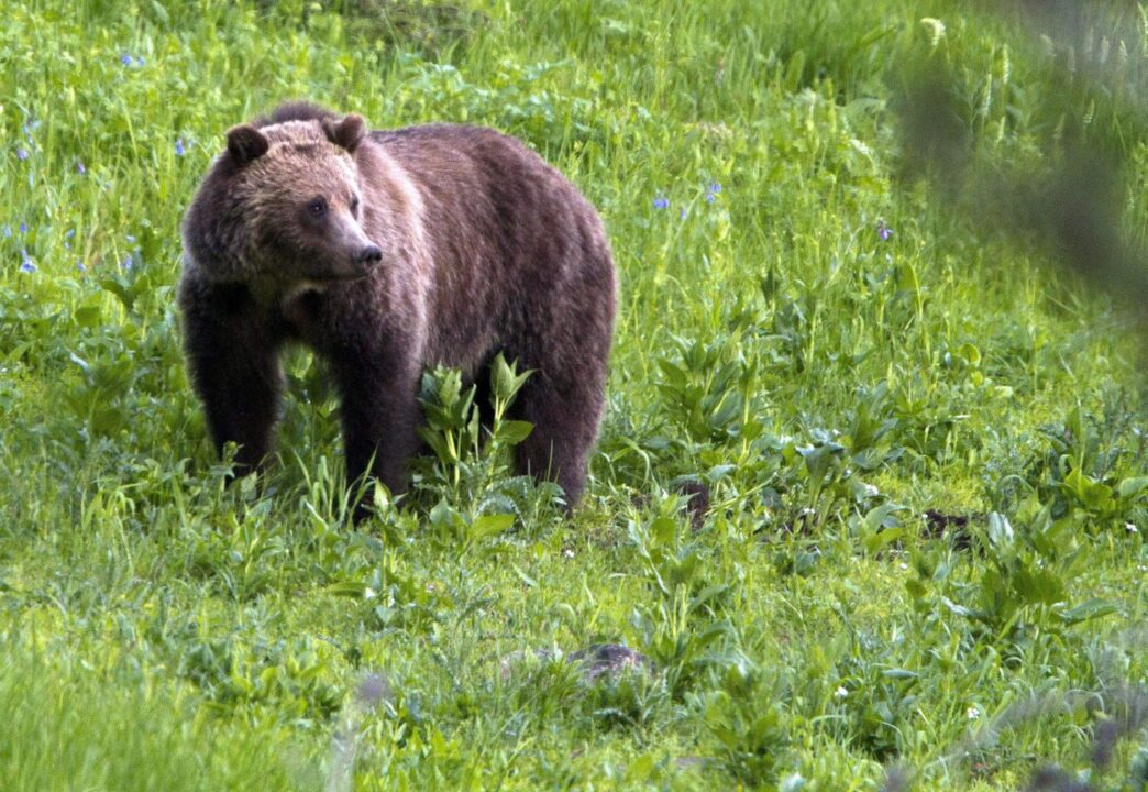 Aggregator Downloaded image for imported item 86652 | Meridian Source Bear emerged from forest to attack school group having lunch: B.C. conservation