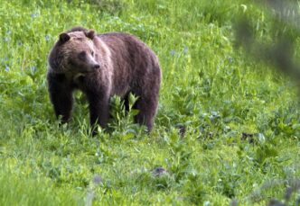 Bear emerged from forest to attack school group having lunch: B.C. conservation