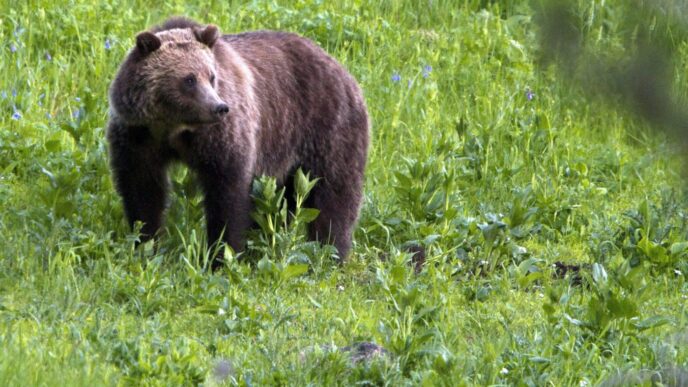 Aggregator Downloaded image for imported item 86652 | Meridian Source Bear emerged from forest to attack school group having lunch: B.C. conservation