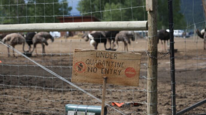 Photo Gallery: B.C. ostrich cull saga