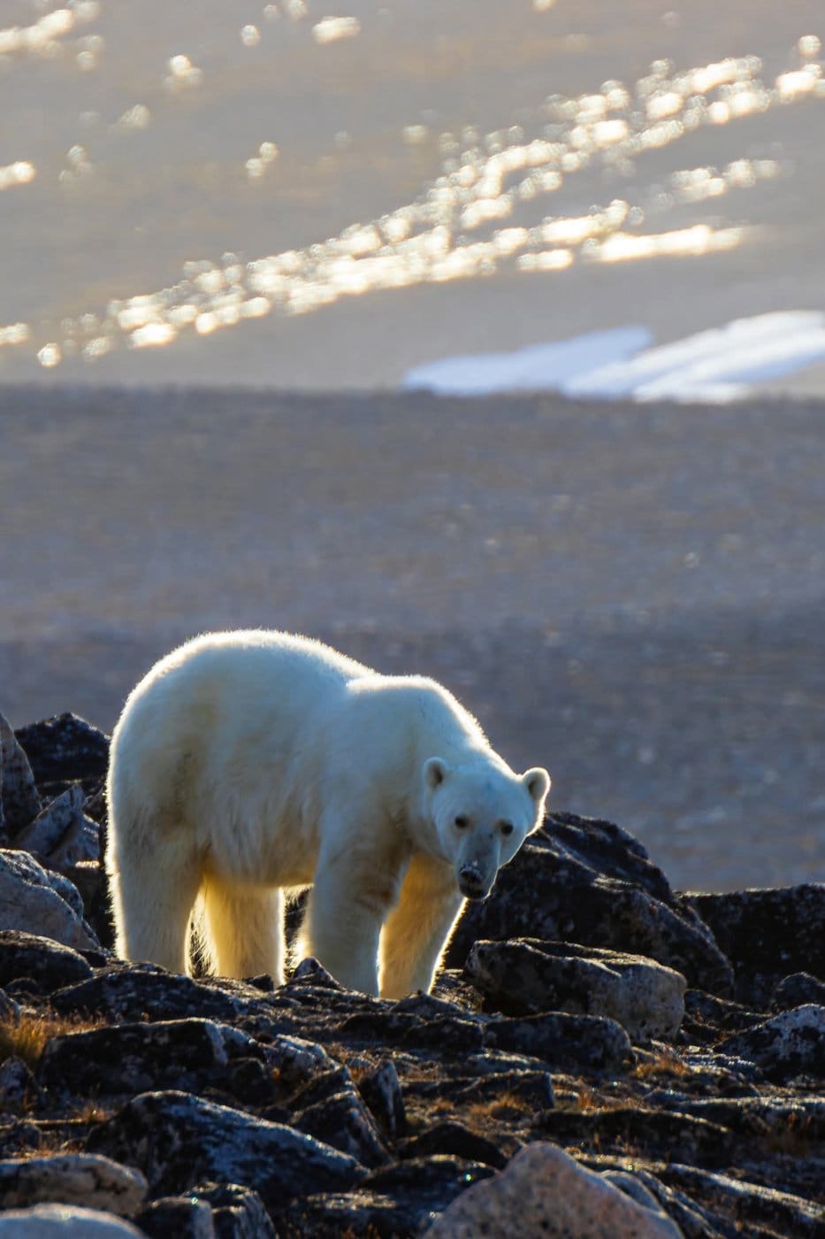 Worker interested in taking polar bear photos at Nunavut site before he was killed