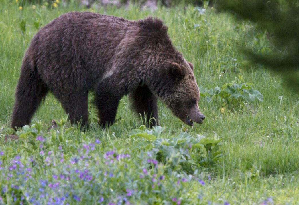 Aggregator Downloaded image for imported item 86525 | Meridian Source In the news today: Grizzly attacks B.C. elementary class, many hurt