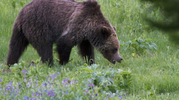 Aggregator Downloaded image for imported item 86525 | Meridian Source In the news today: Grizzly attacks B.C. elementary class, many hurt